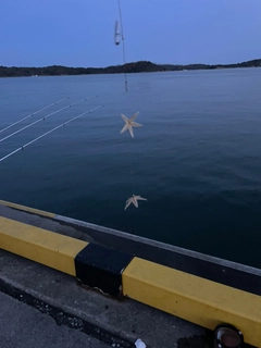 アイゴの釣果