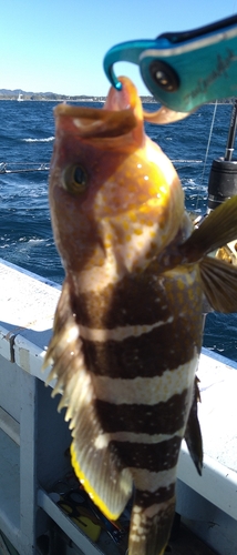 アオハタの釣果