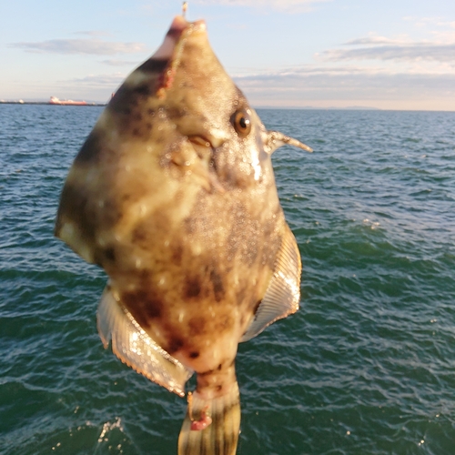 カワハギの釣果