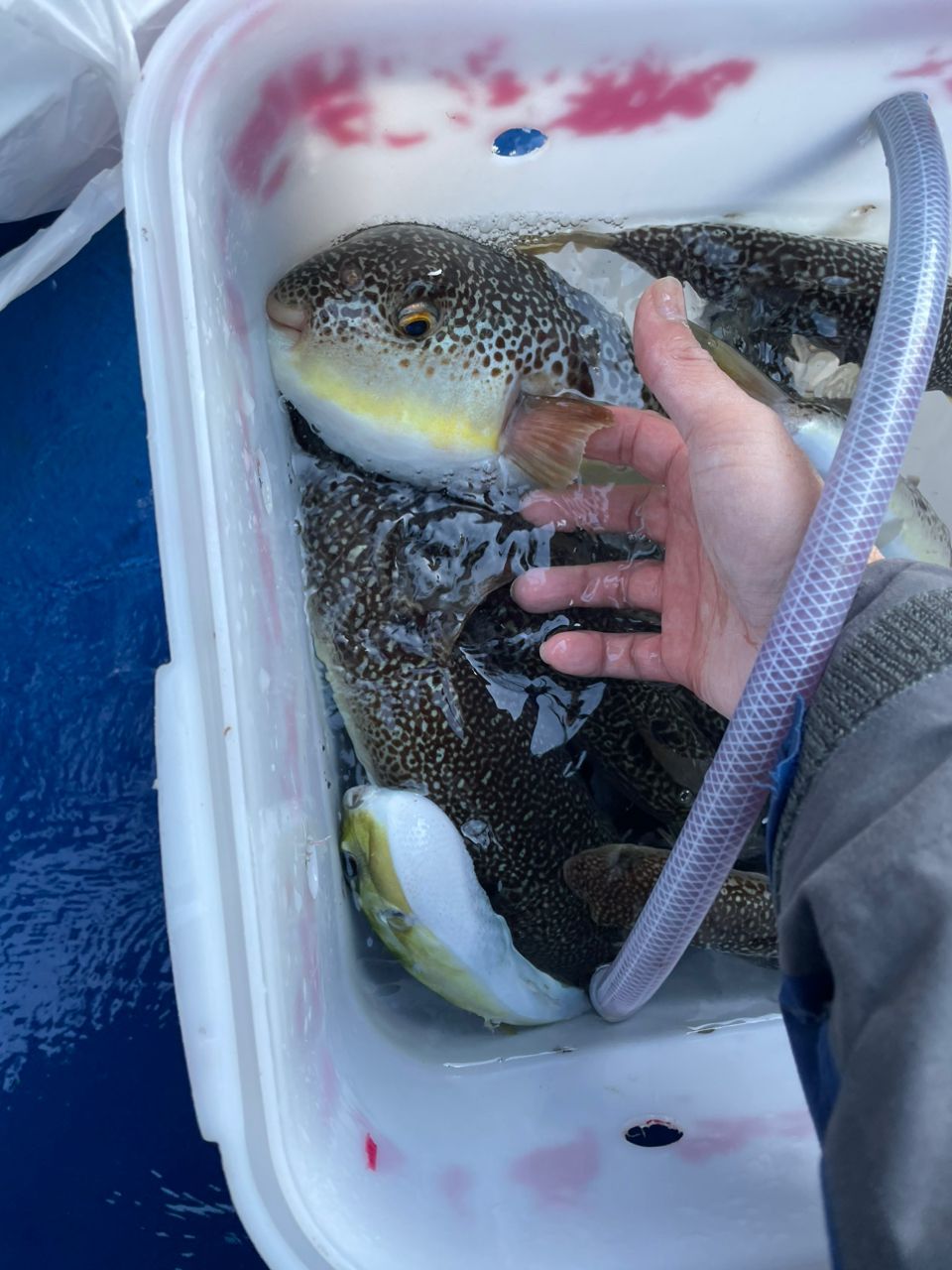 kouhe0110さんの釣果 2枚目の画像