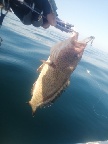 オオモンハタの釣果