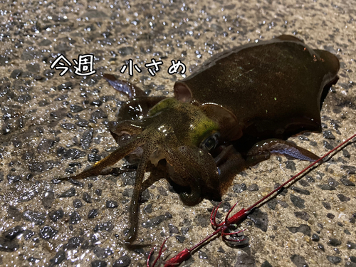 アオリイカの釣果