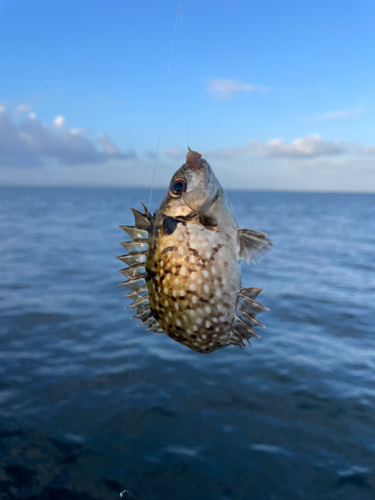 アイゴの釣果