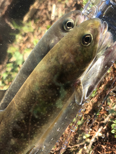 イワナの釣果