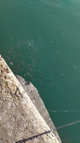 マイワシの釣果