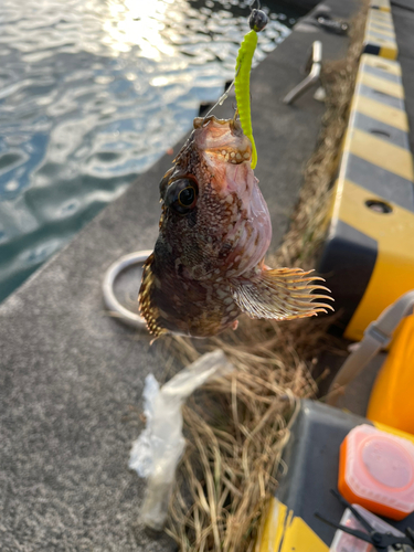 カサゴの釣果