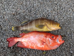 チカメキントキの釣果