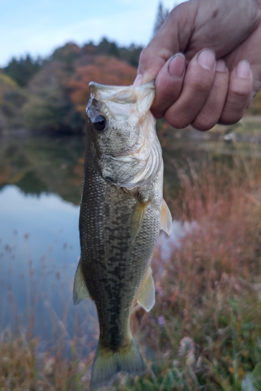 ブラックバス