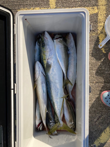 カンパチの釣果