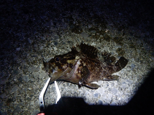 ムラソイの釣果