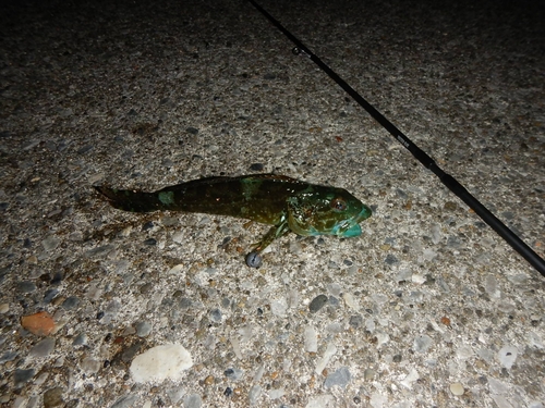 アナハゼの釣果