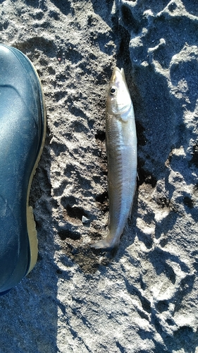 シロギスの釣果