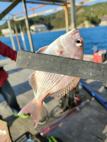 タイの釣果