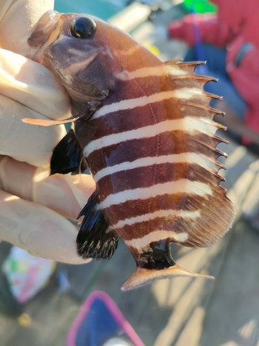 マハタの釣果