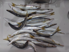 カマスの釣果