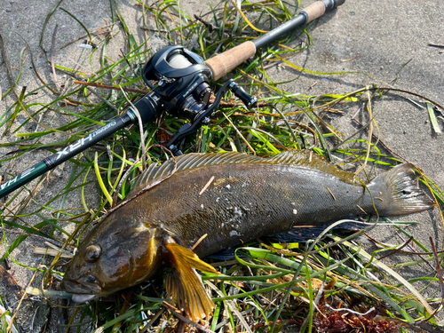 アイナメの釣果