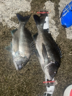 クロダイの釣果