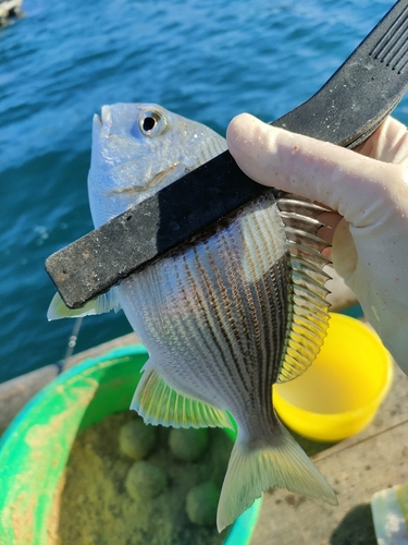 ヘダイの釣果