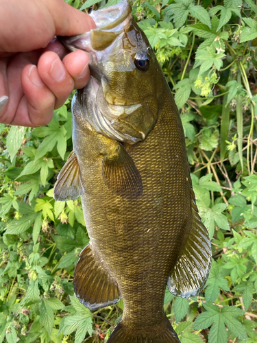 スモールマウスバスの釣果