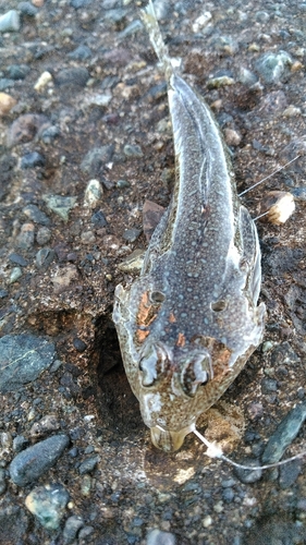 メゴチの釣果