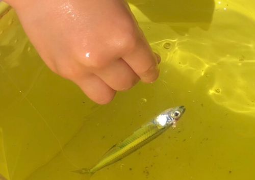 トウゴロウイワシの釣果