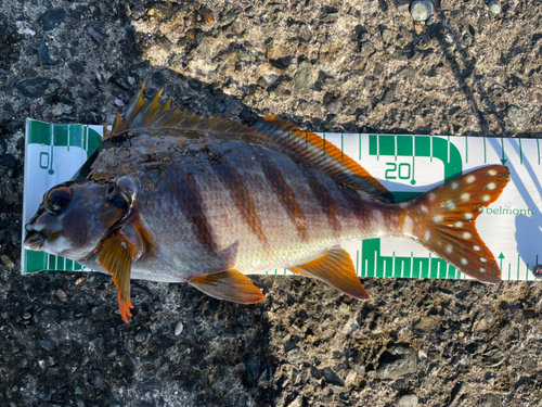 タカノハダイの釣果