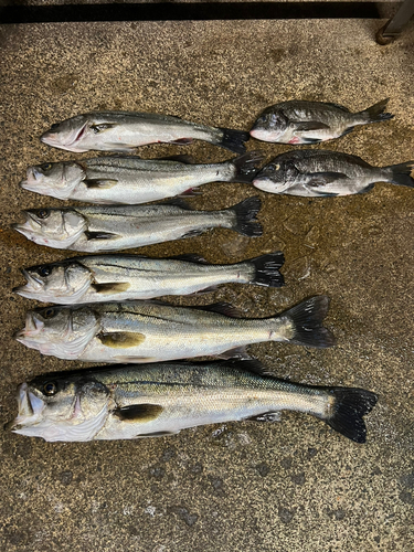 シーバスの釣果