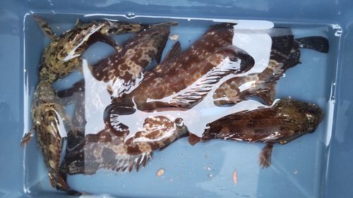 アイナメの釣果