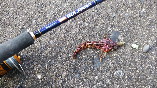 アナハゼの釣果