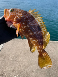 キジハタの釣果