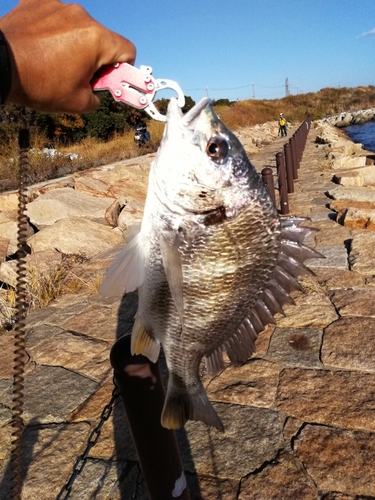 キビレの釣果