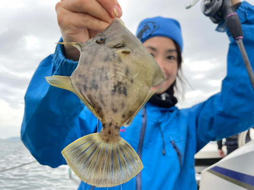 カワハギの釣果