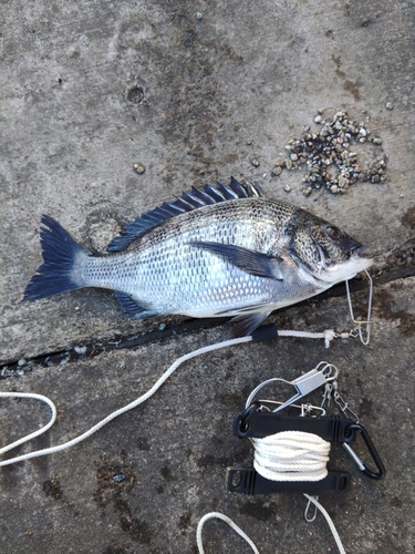 クロダイの釣果