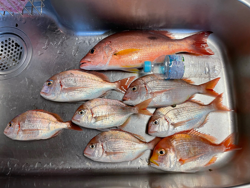 タイの釣果