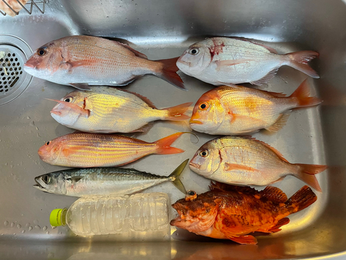 タイの釣果