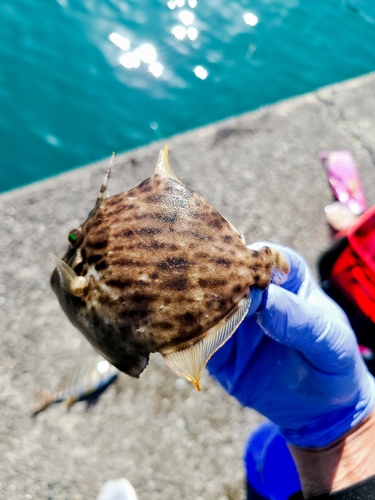 カワハギの釣果