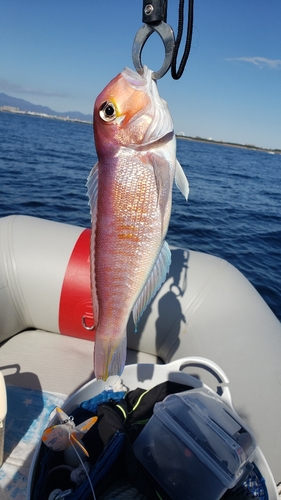 アマダイの釣果