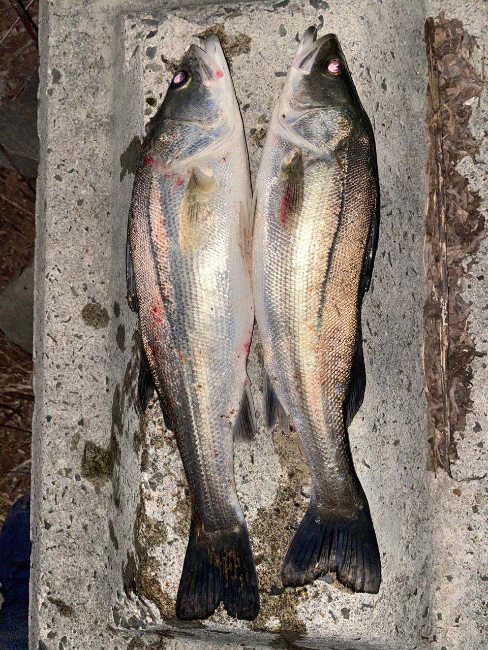 マダカ（マルスズキ）