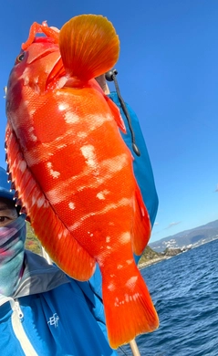 ホウキハタの釣果