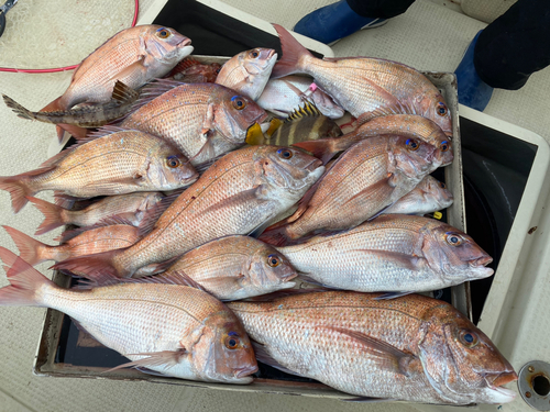 マダイの釣果