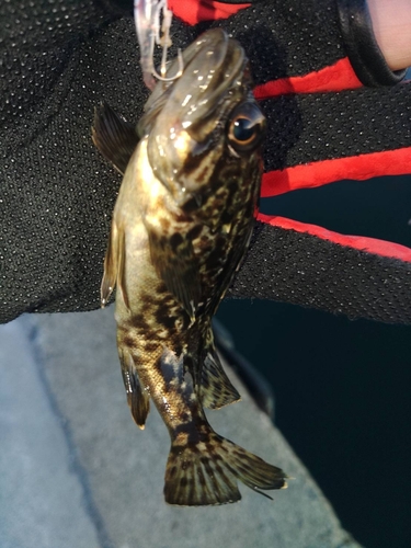 タケノコメバルの釣果