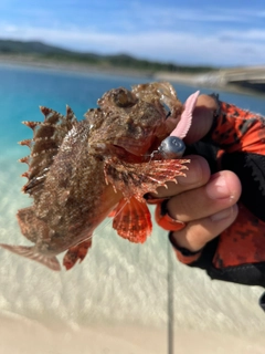 オニカサゴの釣果