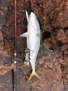 ブリの釣果