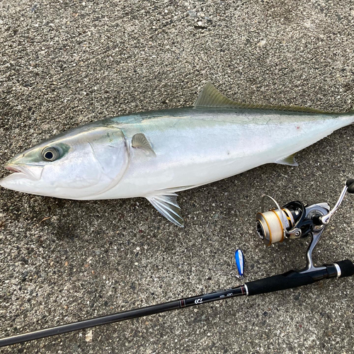 メジロの釣果