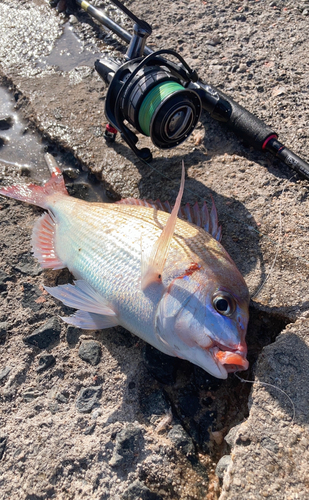 チダイの釣果