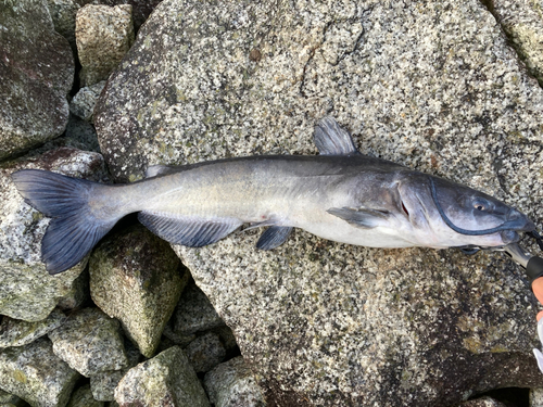 アメリカナマズの釣果