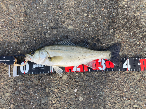 シーバスの釣果