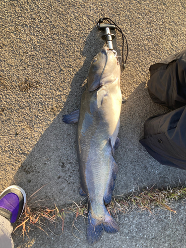 アメリカナマズの釣果