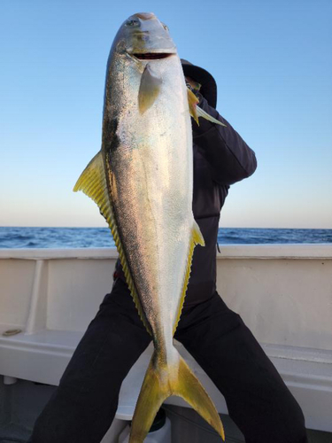 ヒラマサの釣果