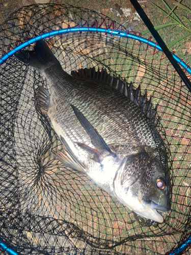 チヌの釣果